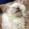 雨で体が濡れて『ぐしゃぐしゃになっていた猫』を保護して３年…想像もしていなかった『驚きの現在』に「感動で涙がでた」「すっごい美猫」と反響