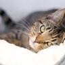 愛猫の寿命を伸ばすかも？猫の快眠をサポートする『快適な寝床』の条件4選