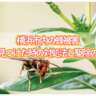 横浜市内の蜂被害は？蜂を見つけた時の対処法と駆除の知識とは！？