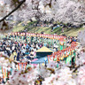 【2025年】岡山の春の祭典「岡山さくらカーニバル」とは？