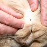 猫も人も命を落としかねない『重症熱性血小板減少症候群（SFTS）』原因や症状、予防法を解説