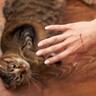 猫のひっかき・かみつきで起こる『バルトネラ症』とは？症状や予防のためにすべきこと