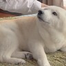 大好きなお母さんが手術に→帰宅した瞬間、犬が…嬉しさのあまり『すすり泣いてしまう光景』に感動「ほんとに健気」「家族愛だね」と26万再生