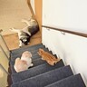 階段の下で倒れている先住犬を発見した子猫…『優しさ溢れる反応』が癒されると25万再生「心配そうな顔が可愛い」「小さいながら賢い」