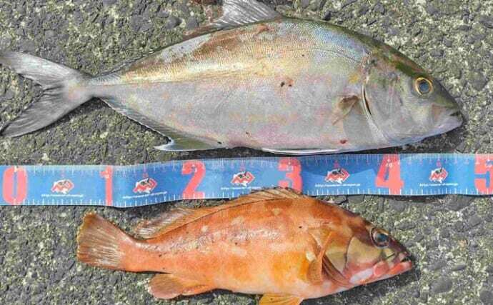 堤防ショアジギングで50cmカンパチにアカハタ！【利島】東京で