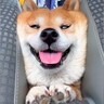 犬を『車の後部座席』に乗せた結果…隙間に挟まり『食パン化』する姿が可愛すぎると624万再生「何故そこにｗ」「ムギュ！ってなってる」と爆笑