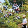 つくし野のブルーベリー農園　開設