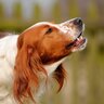 犬の『鳴き声』から読み取れる心理５つ　どんな理由が隠れているの？飼い主がとるべき対応まで