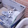 前に保護した子猫と『似ている猫』が捨てられていて…救われた光景に涙する人続出「本当にありがとう」「やさしさが溢れてる」と19万再生