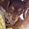 散歩を怖がる犬が『ご近所さんに出会った』結果…激変した『現在の姿』に感動が止まらない「頑張ったね」「尻尾ブンブン可愛いｗ」と7万再生