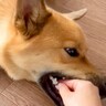 犬が噛んできたので『キャン！』と言ってみた結果…まさかの『大反省する姿』が284万再生「想像以上に鳴き声うまいｗ」「憎めない」と絶賛