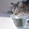 猫が『水分不足』を起こしている3つの危険なサイン　対処法・予防法もご紹介