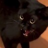 『犬に拾われ育てられた猫』を飼った結果→家族に馴染めずに…1ヶ月後の『驚きの変化』に感動の声「自然にニヤけた」「素敵すぎ」と73万再生
