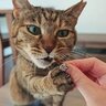 猫たちに『いつもとは違うおやつ』を与えてみたら…飼い主さんも思わず笑った『意外な展開』に反響続々「強烈だねｗ」「喜ぶ顔が可愛い」