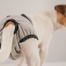 犬が生理になったときにみせる4つのサイン　現れる症状や期間、適切な対処法まで解説