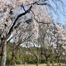 今年も開催！東区松園『じゅんさい池公園』で『しだれ桜』のライトアップ開催！4月12日～14日。