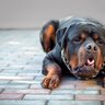 犬が『吐く』のはなぜ？嘔吐の前兆や今すぐに病院へ連れて行くべき症状まで