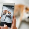 残しておきたい『愛犬の写真』３つ　こまめに撮影すべき理由や用途とは