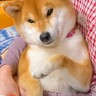 犬がお母さんに抱っこされながらおやつ催促をしたら…最高に可愛い『おててチョイチョイ』に悶絶「まるで赤ちゃん」「いやお嬢様…？」