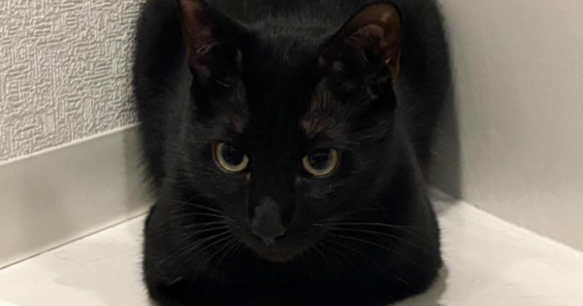 黒猫ちゃん　おめでとう おはようございます☀ ココさん9回目のバースデー