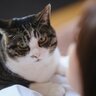 猫と本気で仲良くなりたいなら…『愛される接し方』4選　猫モテする人はここが違う！