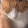飼い主さんの起床を待っていた猫