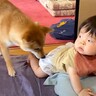 赤ちゃんがおしっこをしたら犬が…まさかの『必死に報告してくれる姿』が凄いと116万再生「可愛すぎるｗ」「面倒見のいいお兄ちゃん」と絶賛