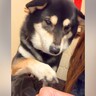 手から静電気が発生→なぜか犬が鼻を近付けてきて…衝撃的な『まさかすぎる趣味』が180万再生「自分から行くの草」「楽しんでるの可愛いｗ」