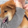 『病院が大っ嫌いな犬の姉妹』に注射をさせたら…まるで地獄のような『絶叫する光景』が28万再生「悲鳴が…ｗ」「へっぴり腰になってて草」