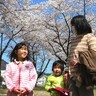 桜の宝庫・釜石　各所で＊満開＊　昼も夜も花見客繰り出す　写真、ピクニック…春の楽しみ存分に