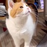 『もう待てないニャ』お父さんがお風呂を出ると、三毛猫がきて…『あざとくナデナデを要求する姿』に「声小さいの萌える」「あまえんぼ可愛い」