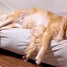 大型犬の『睡眠時間』を計ってみた結果→家族との暮らしが『微笑ましすぎる』と38万再生「羨ましい日常」「確かによく寝る」と絶賛