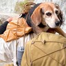 渓流釣りをしていた男性２人が迷子犬を発見→３時間、担いで歩いたら…『思わず涙する光景』が233万再生「素敵な人」「感動した」と称賛続々