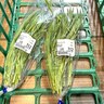 『ストリドーロ』という不思議な野菜を発見！