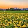 【冬のお出かけ情報】②　冠雪の富士山が映える、冬に咲くひまわり畑　～神奈川県寒川町～