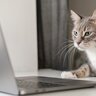悲劇！愛猫がパソコンをいじって「辞表」下書きを送信→飼い主は失職　中国