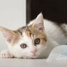 遊び盛りの保護子猫が先住猫と初対面…『猫社会』のスパルタすぎる指導が4万5000再生「懲りずにアタック」「猫社会は厳しいニャ…」