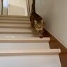 ママが『上の階にいる元野良猫』を呼んだ結果…まさかの可愛すぎる『鳴き声』が12万再生の反響「嬉しすぎて思わず」「たまらん」