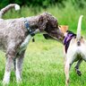 犬同士がする『愛情表現』の方法5つ　気になる相手にみせる仕草や距離を縮めるためのコツをご紹介
