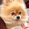 元繁殖犬を病院へ連れて行った結果→声帯を切られていて…非情すぎる現実と飼い主が綴る想いが19万再生「胸が苦しい」「幸せになってよかった」