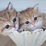 赤ちゃん猫2匹が小さなカゴの中に入ったら…あまりにも可愛すぎる光景に悶絶する人続出「食べちゃいたいくらい可愛い」「信じられない可愛さ」