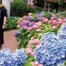 峰沢町　恒例のあじさい祭り　６月７日、模擬店など