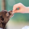 犬に『そうめん』を与えるときの注意点5つ　食べさせる際の適正量まで解説