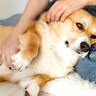 犬が苦痛に感じる『スキンシップ』5選　間違った触れ合い方や恐怖を与えるタブー行為まで