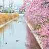 洞川の河津桜カモも花見に