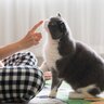 愛猫が『飼い主さんを舐める理由』は場所によって違う！5つのパターン別に解説