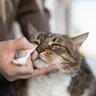 猫が『涙を流す』のはトラブルのサイン？疑うべき3つの原因と対処法