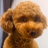 『骨折経験がある犬』を甘やかしすぎた結果…まさかの『バレバレすぎる仮病』が61万再生「焦りすぎで草」「素晴らしい演技力ｗ」と爆笑の声