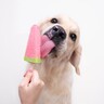 犬に絶対与えてはいけない『夏の食べ物』３選　誤食してしまったときの中毒症状まで