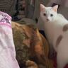 毎朝パパを起こしに来る猫を『隠し撮り』してみたら…予想外の『起こし方』に爆笑の声続出「知らん間にハゲが進行するｗ」「健気だねｗ」